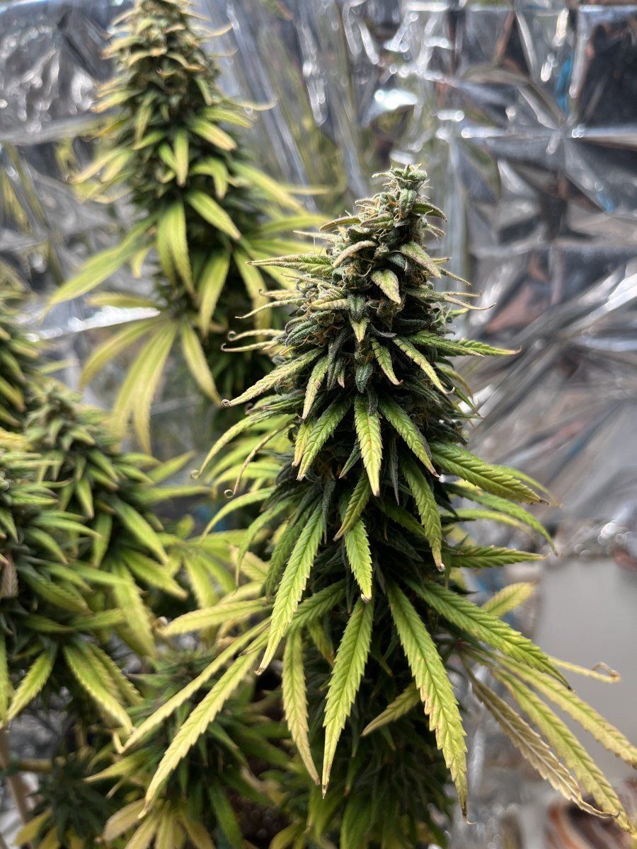 Day 66 of flower how close do these tri chomes look super silver haze 9