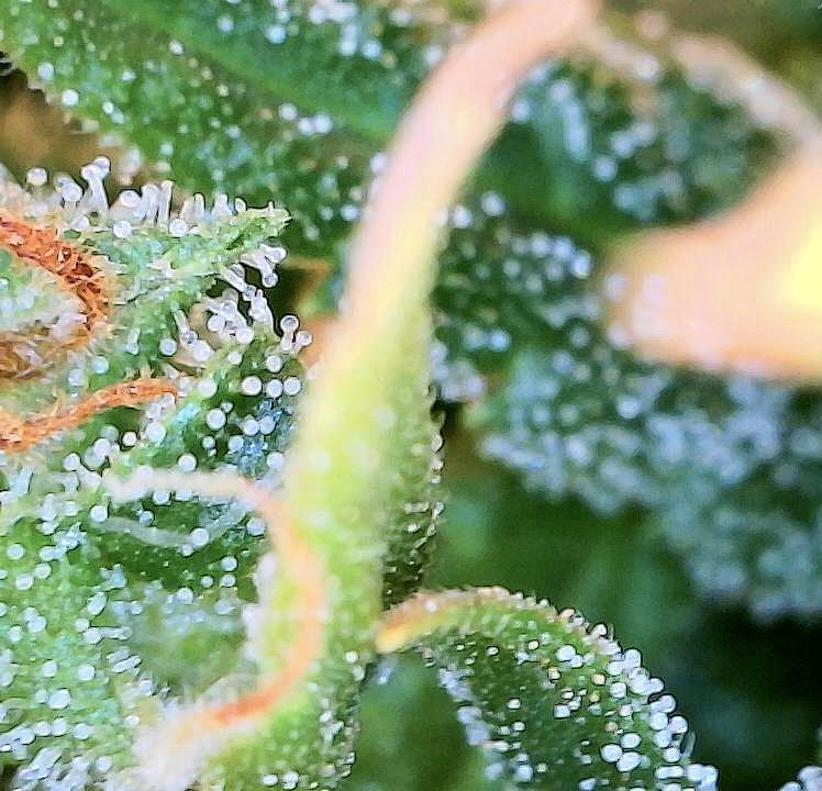 Day 66 of flower ssh does it look close to harvest 7
