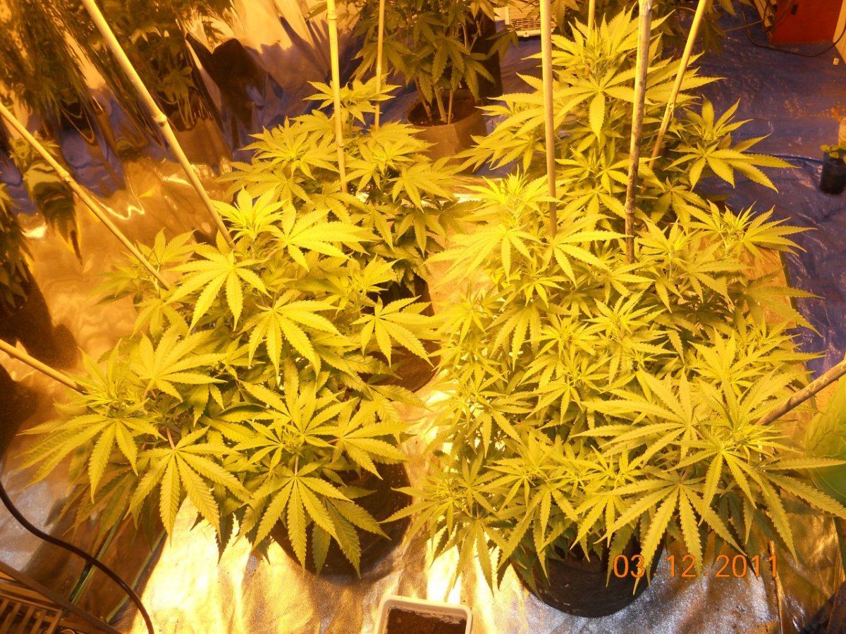Day 7 002