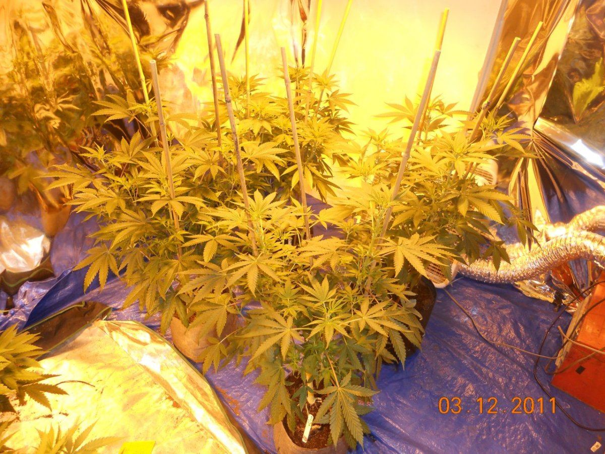 Day 7 003