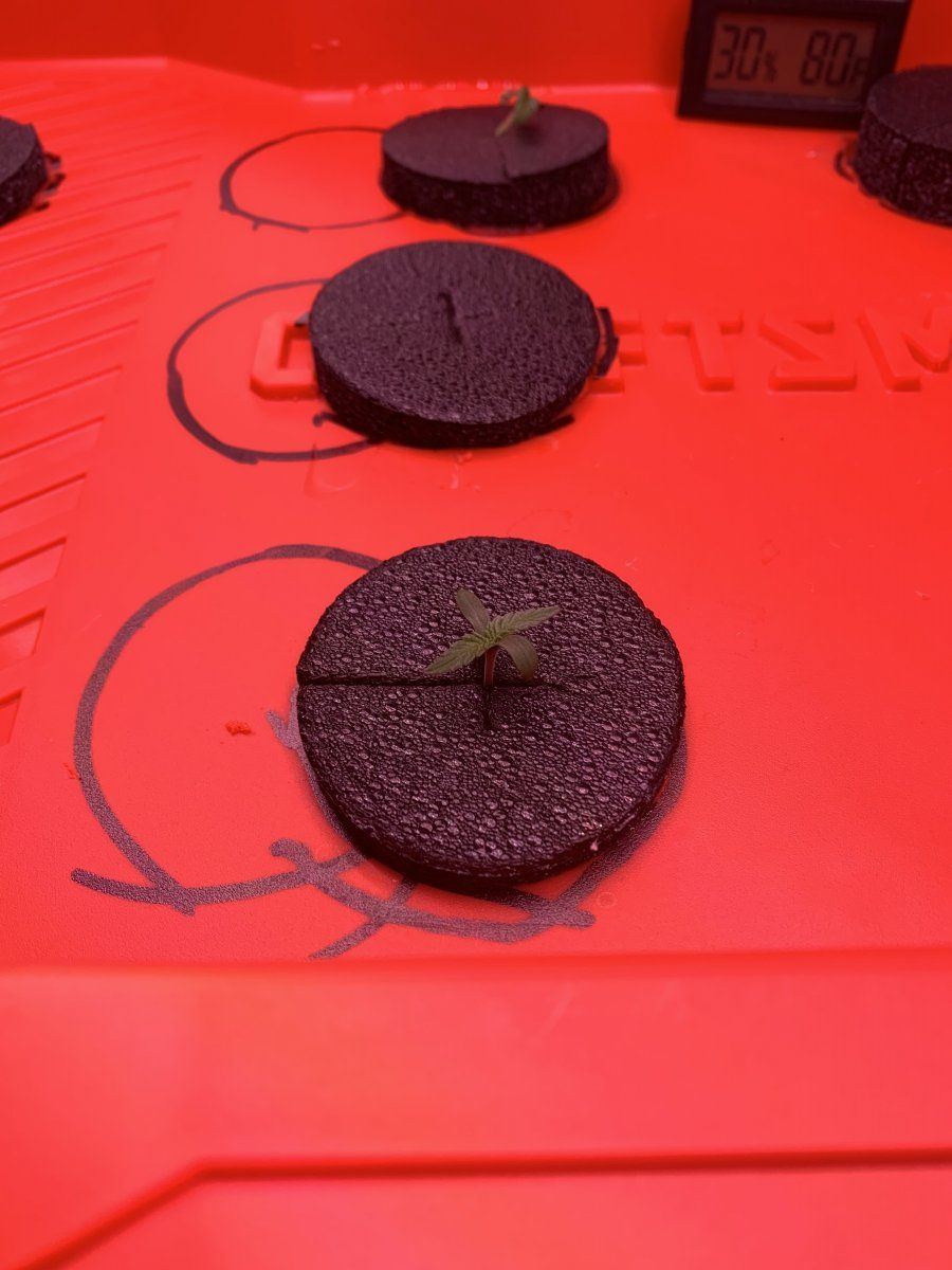 Day 7 2