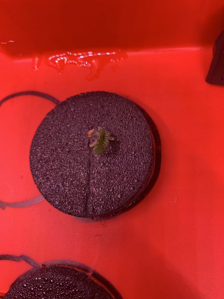 Day 7 3