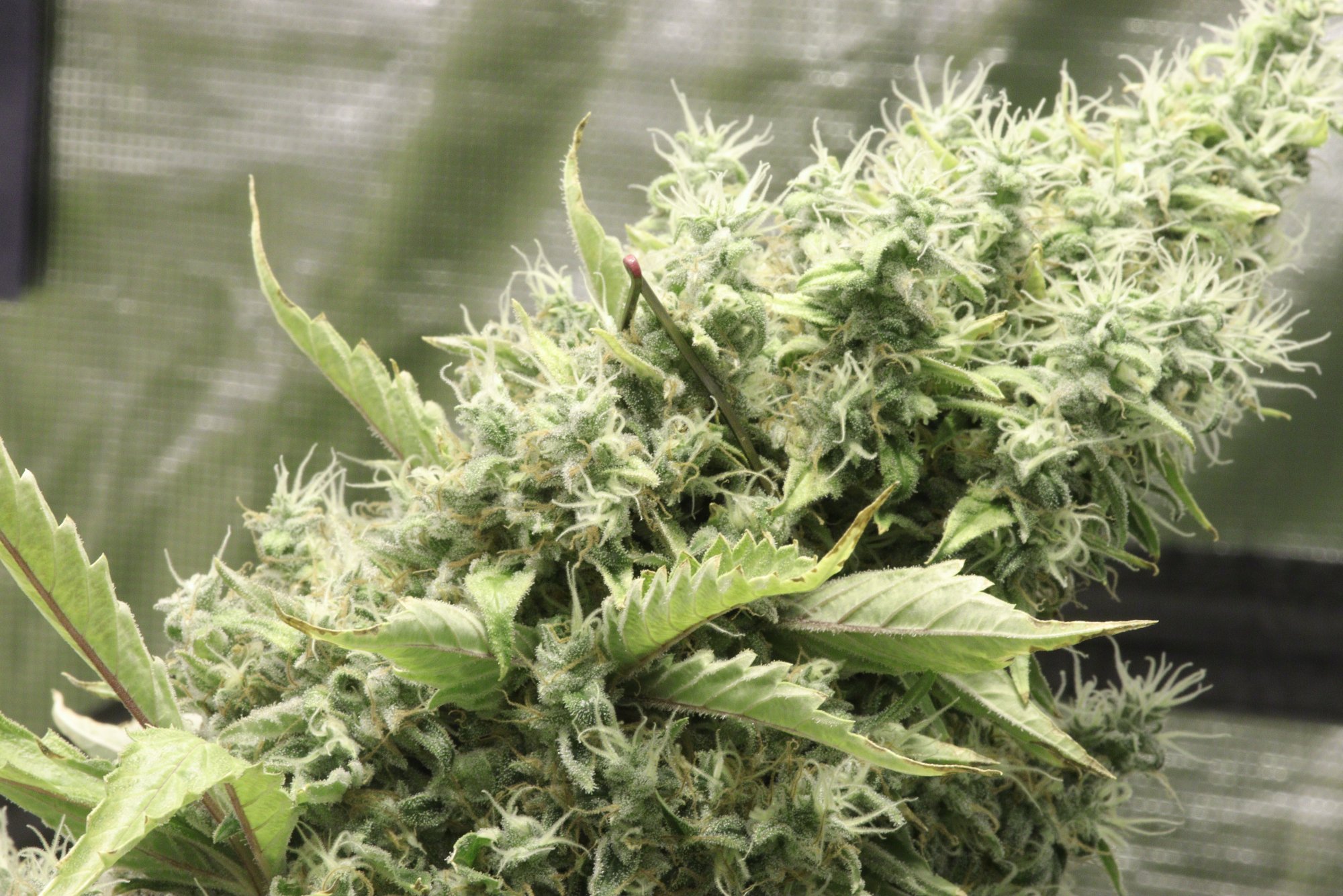 Day 7 control bud shot