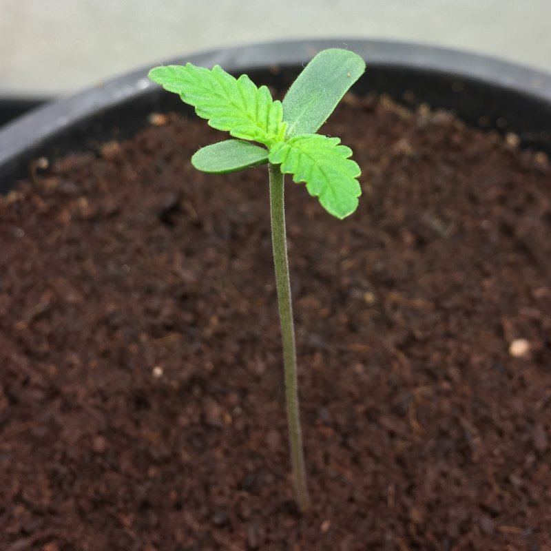 Day 7