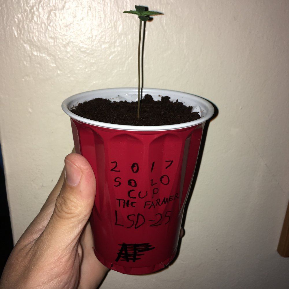 Day 7