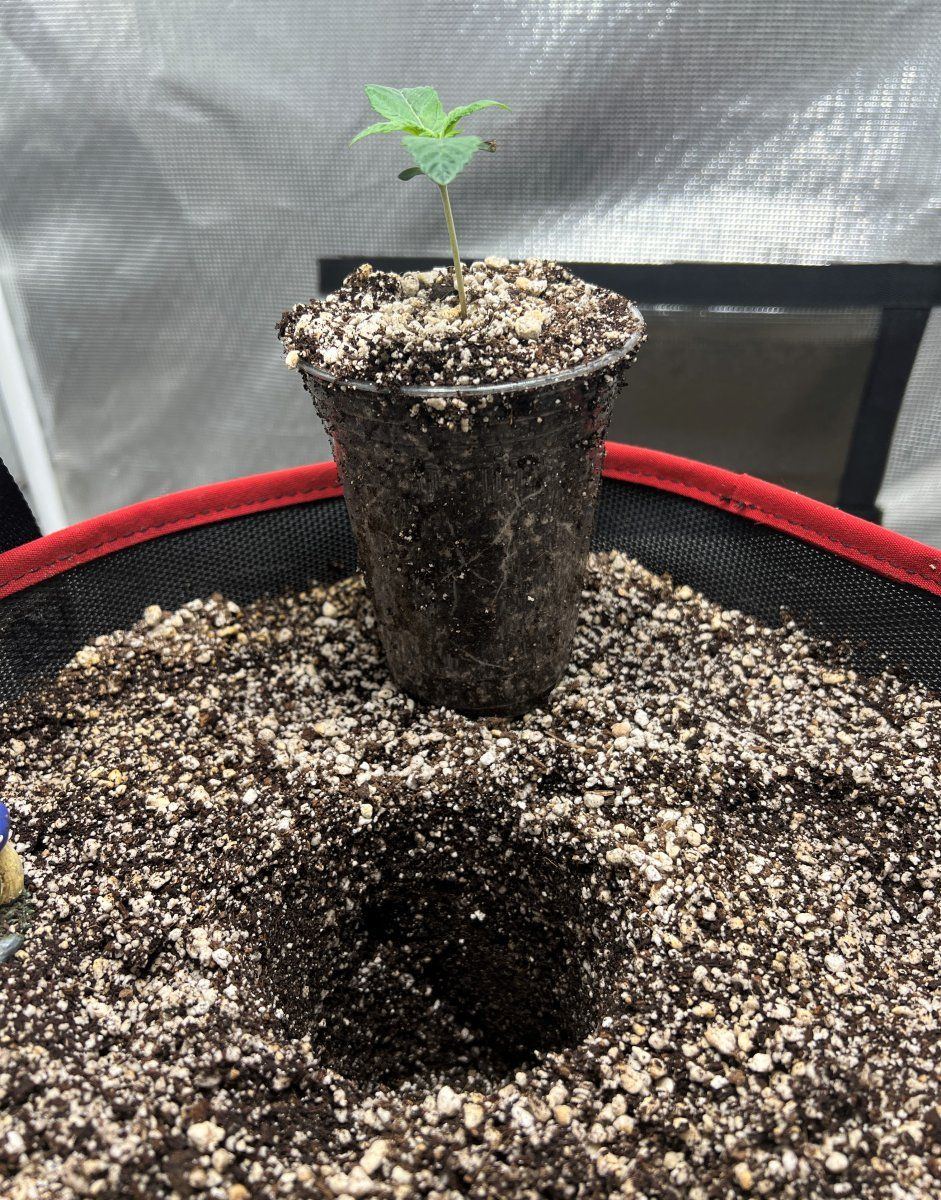 Day 7 Roots