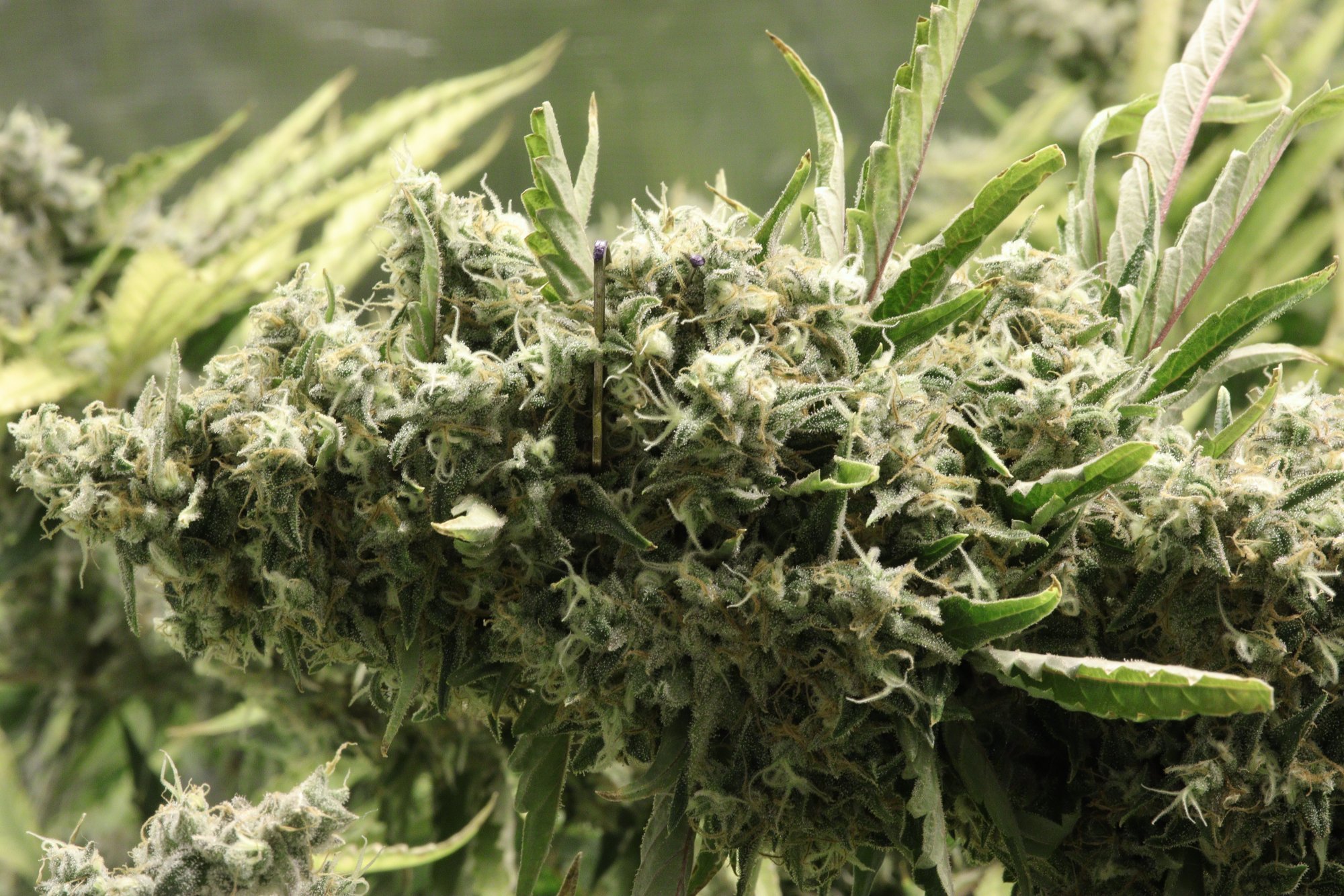 Day 7 UV Bud shot