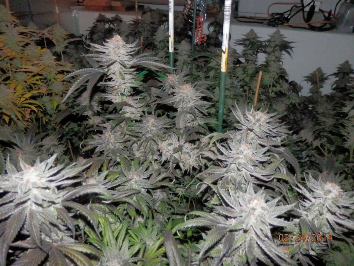 Day 70 035