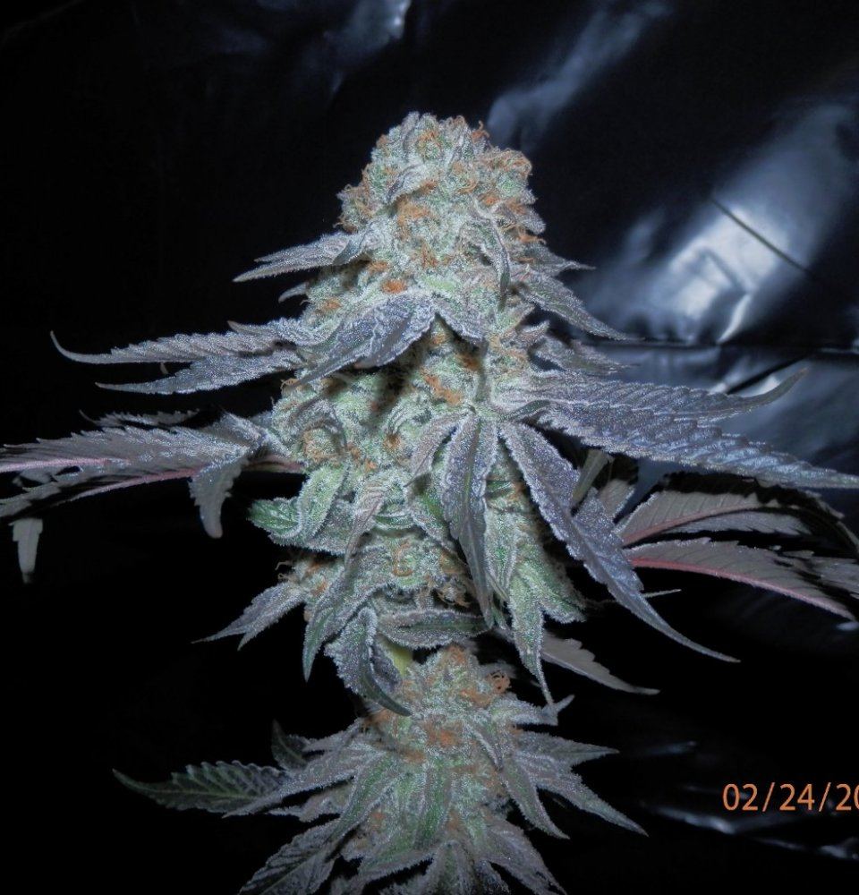 Day 70 104