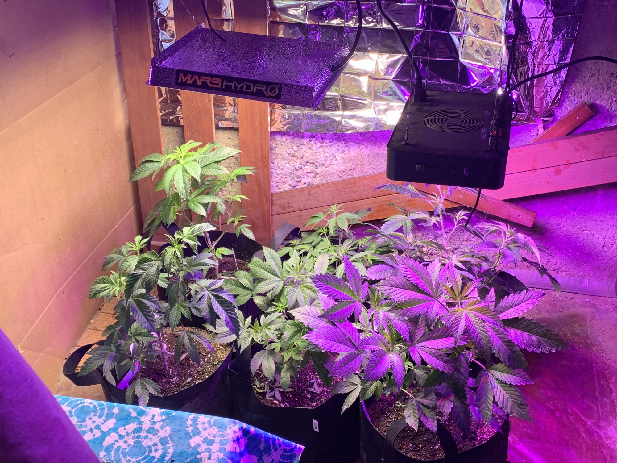 Day 73  first indoor going to flower in 2 weeks 4