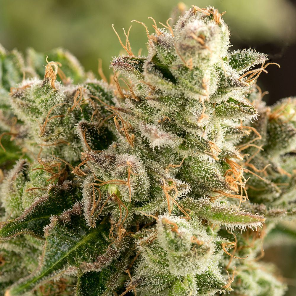 Day 74 DP bud three 6 Nov