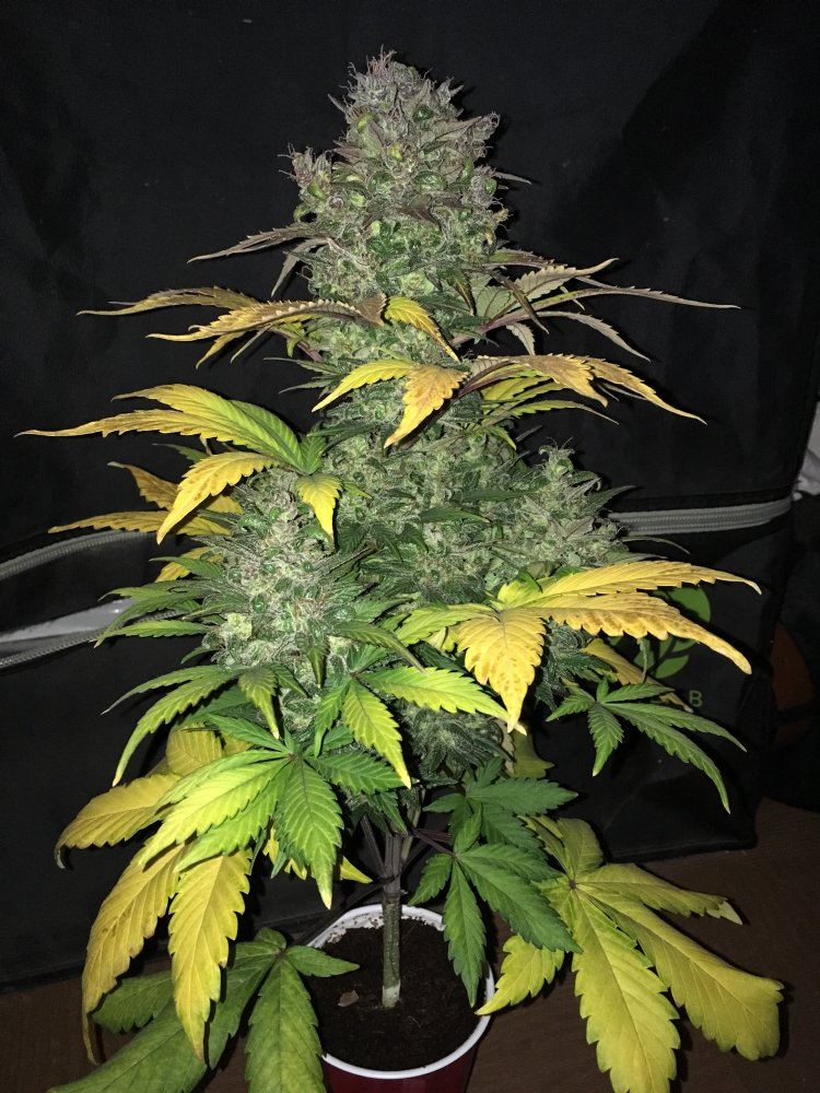 Day 771