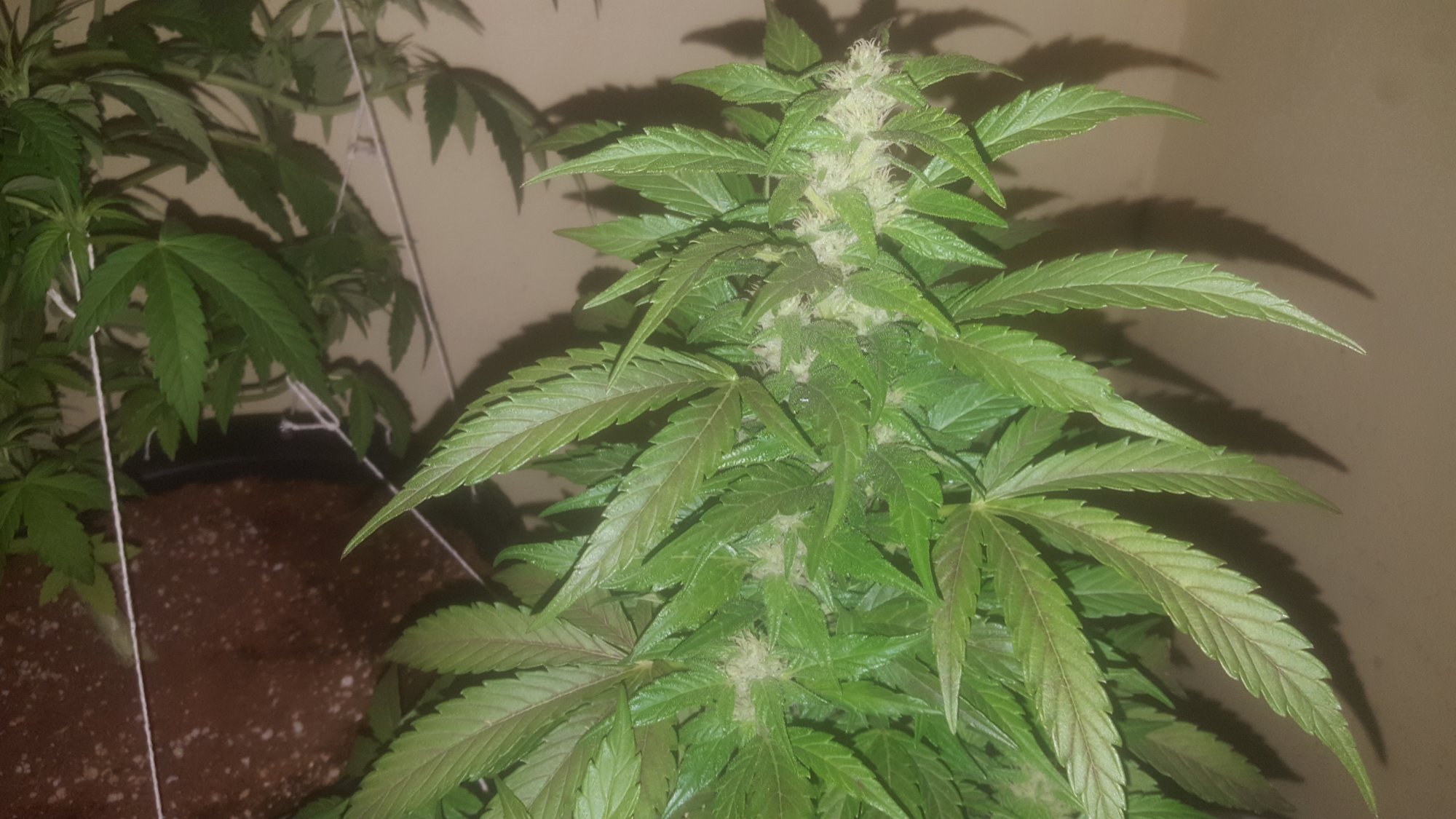 Day 79 from seedjust an update 4