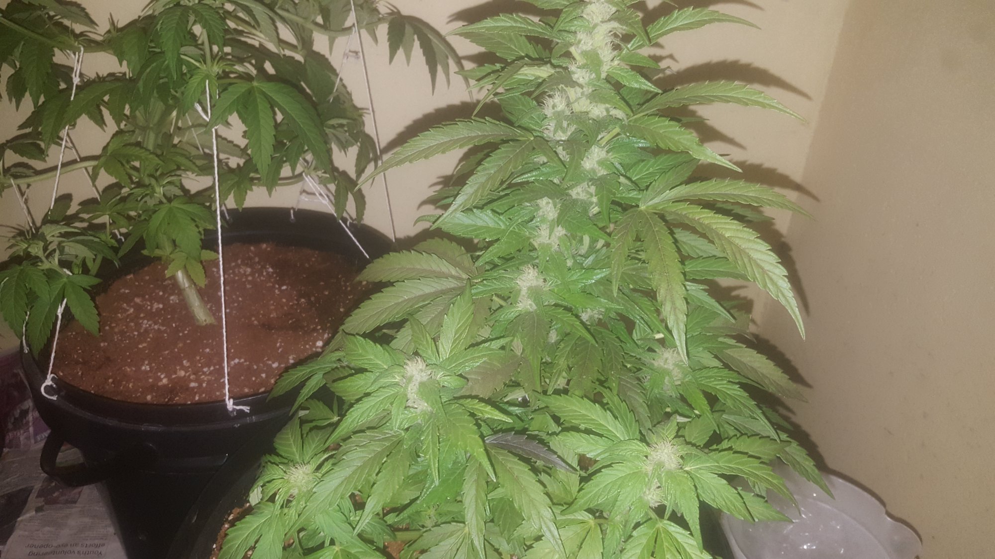 Day 79 from seedjust an update 5