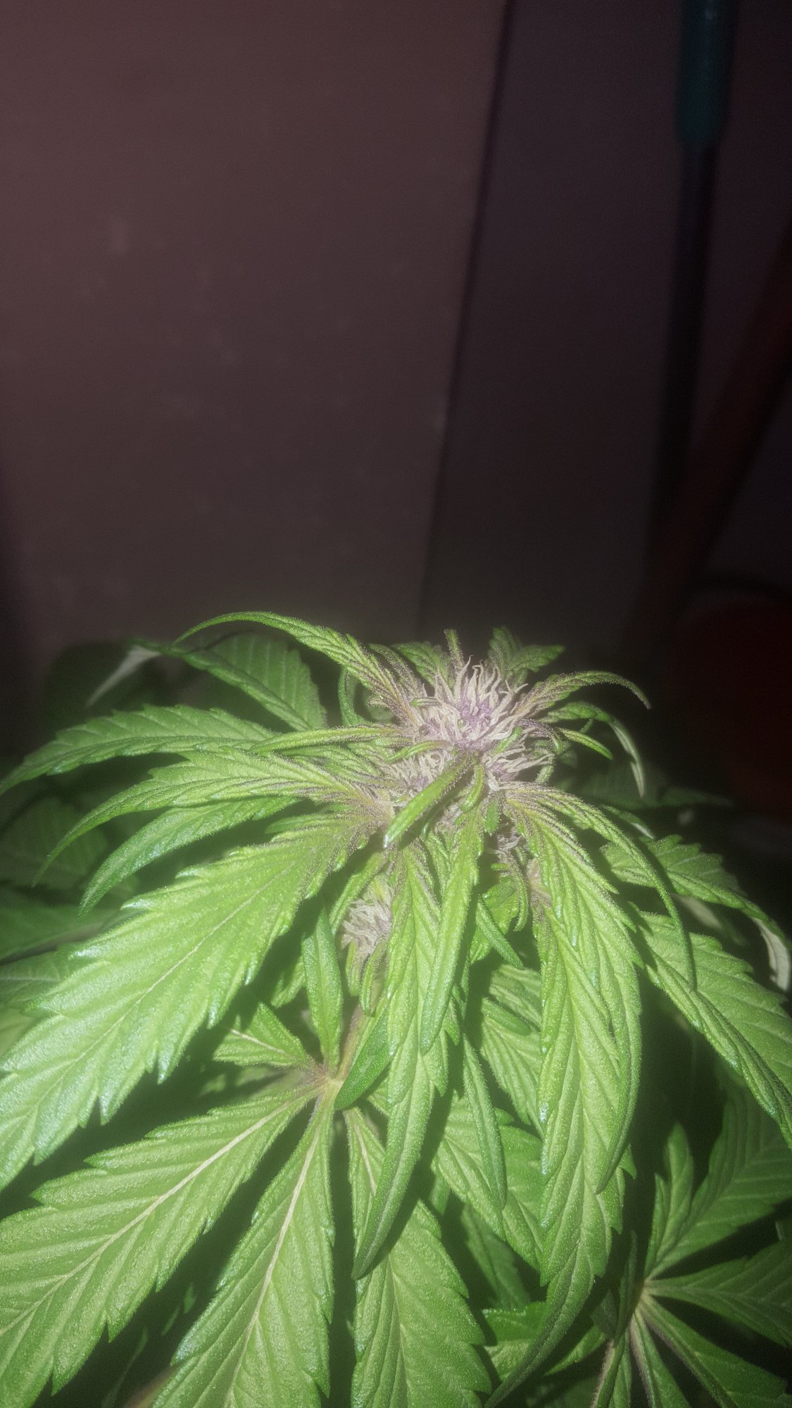 Day 79 from seedjust an update 7