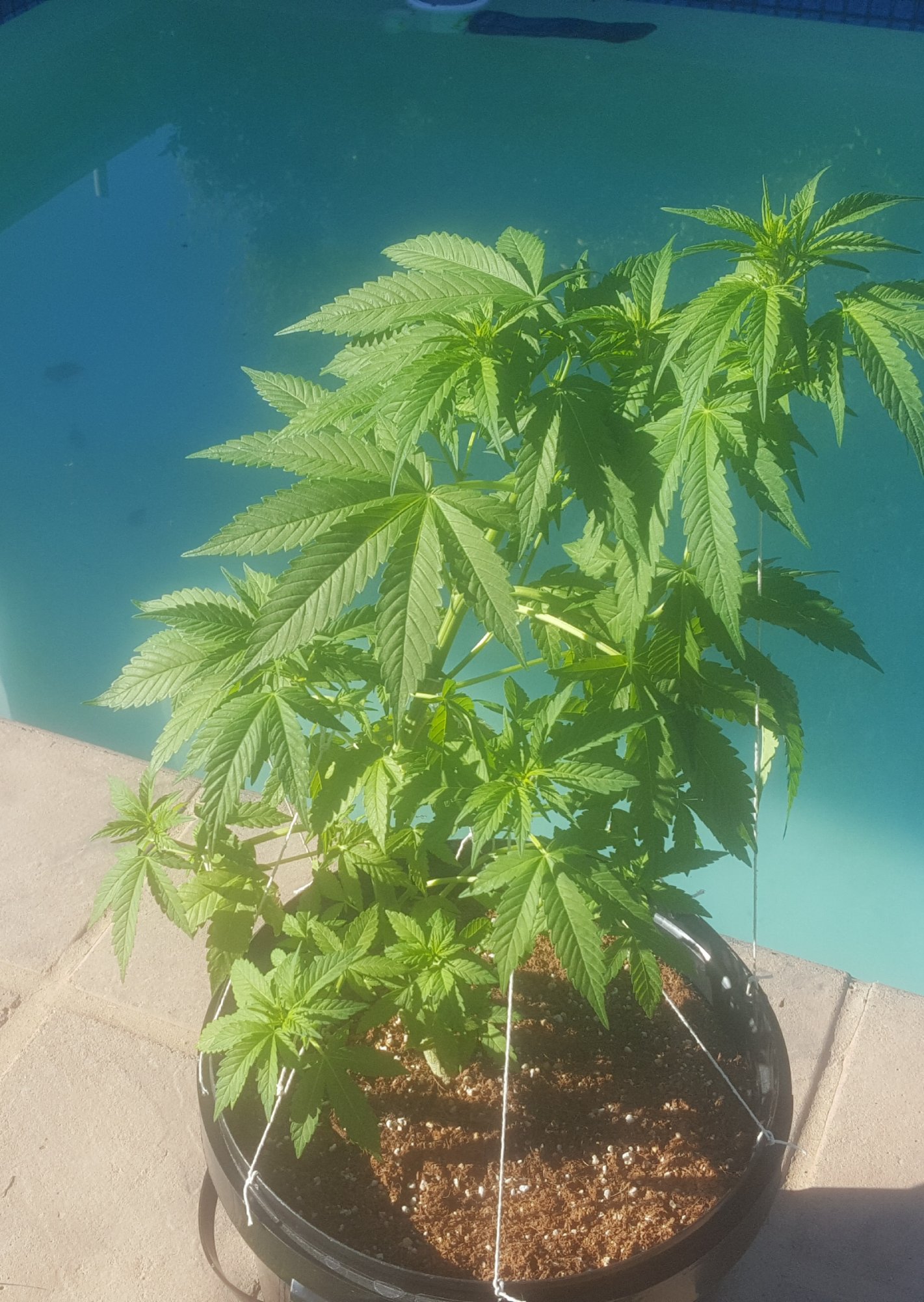 Day 79 from seedjust an update 9