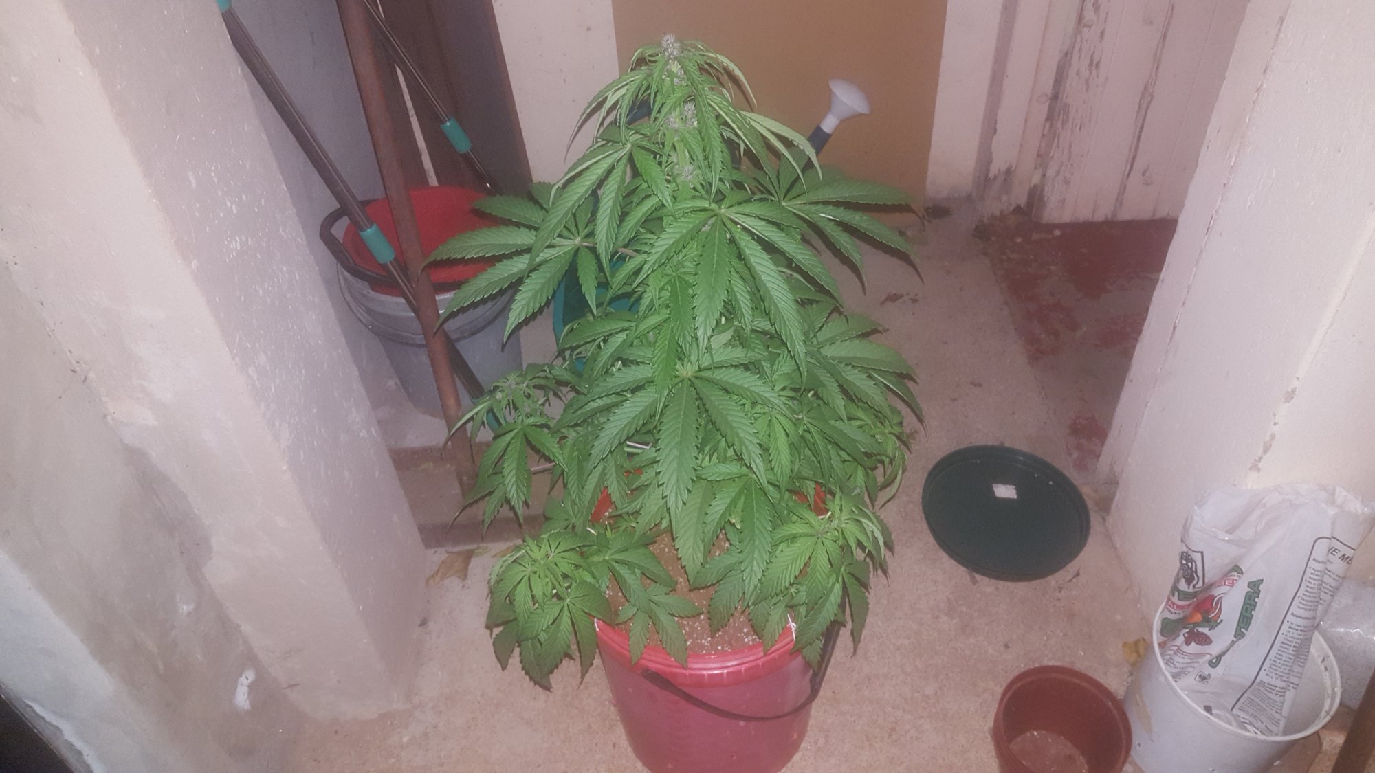 Day 79 from seedjust an update