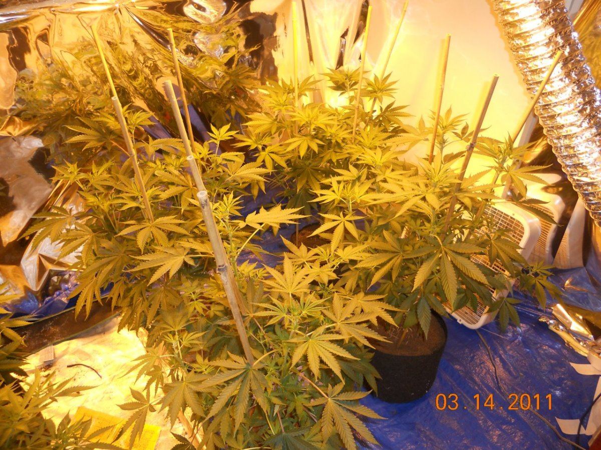 DAY 8 flower 002