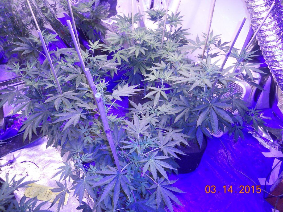 DAY 8 flower 003