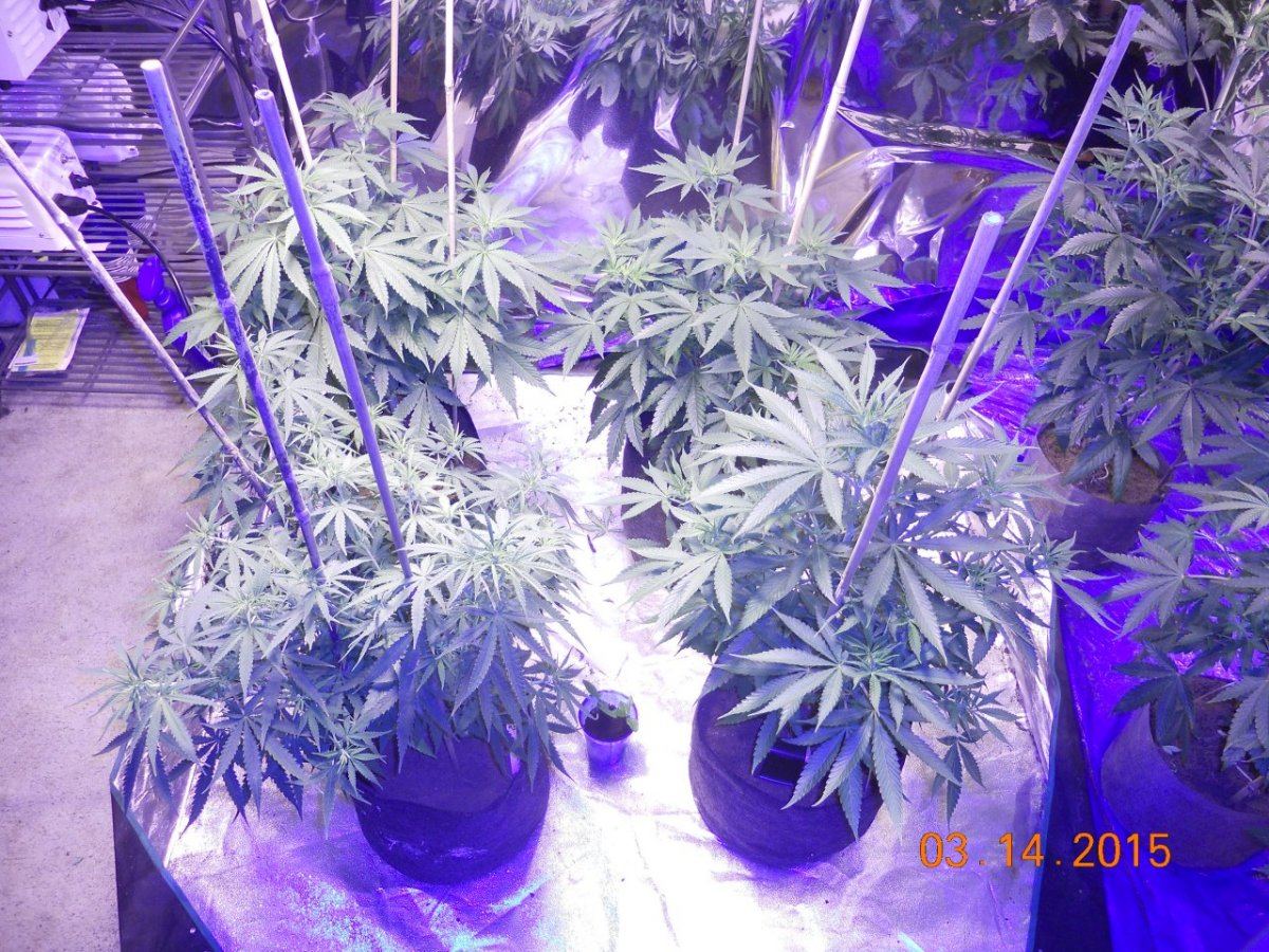 DAY 8 flower 004