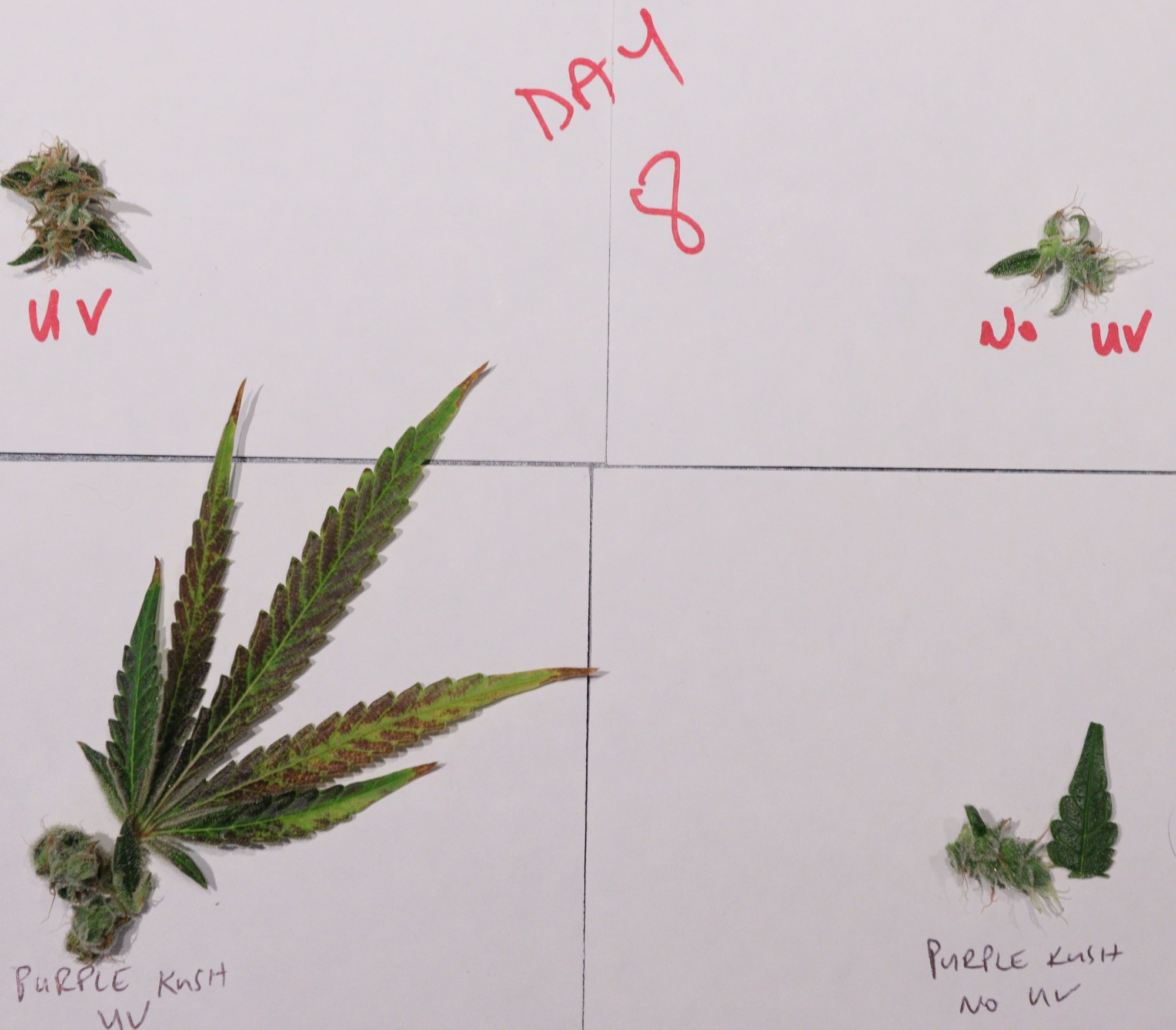Day 8 Purple Kush and test