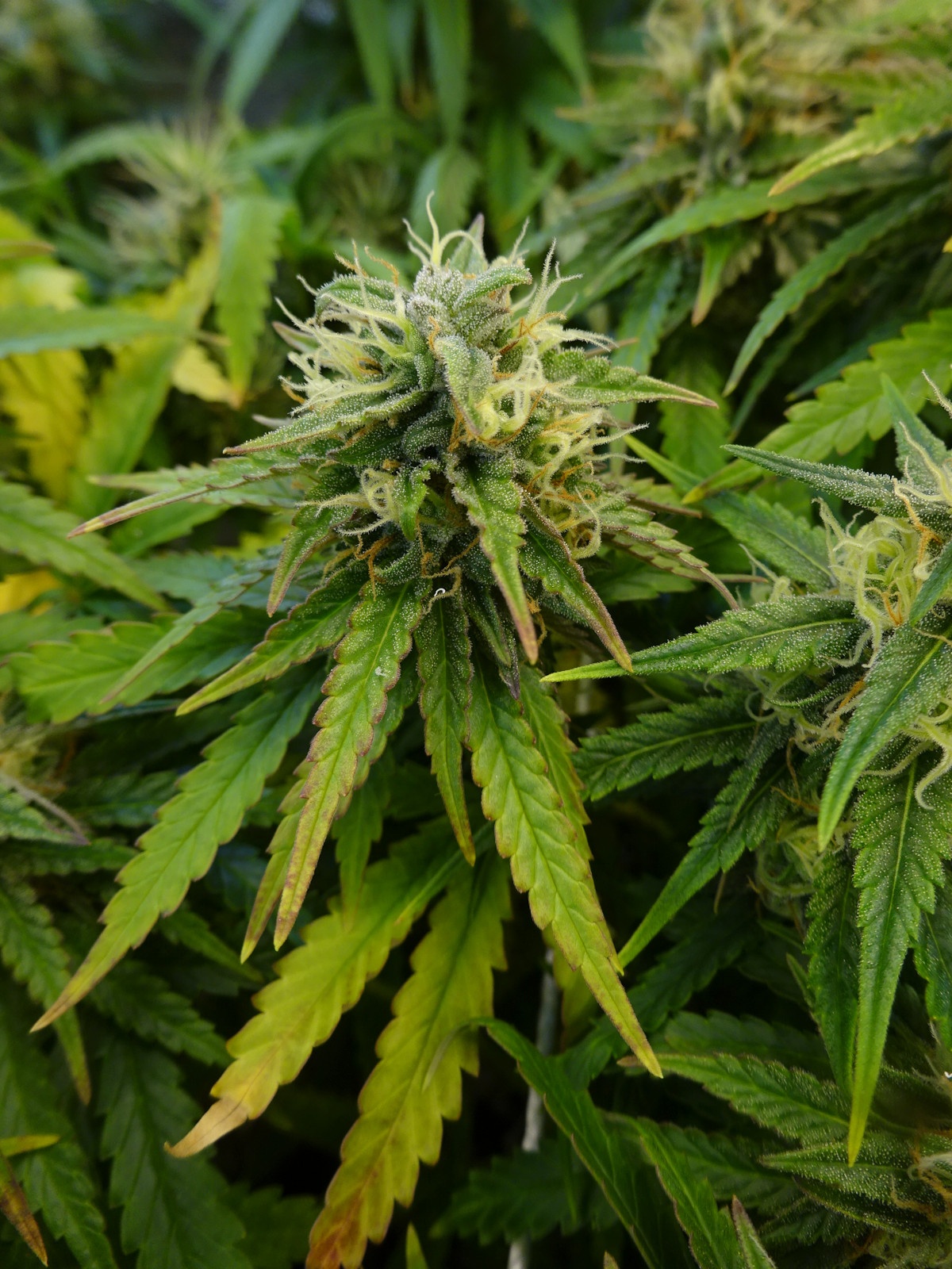 Day 81   3 bad bud