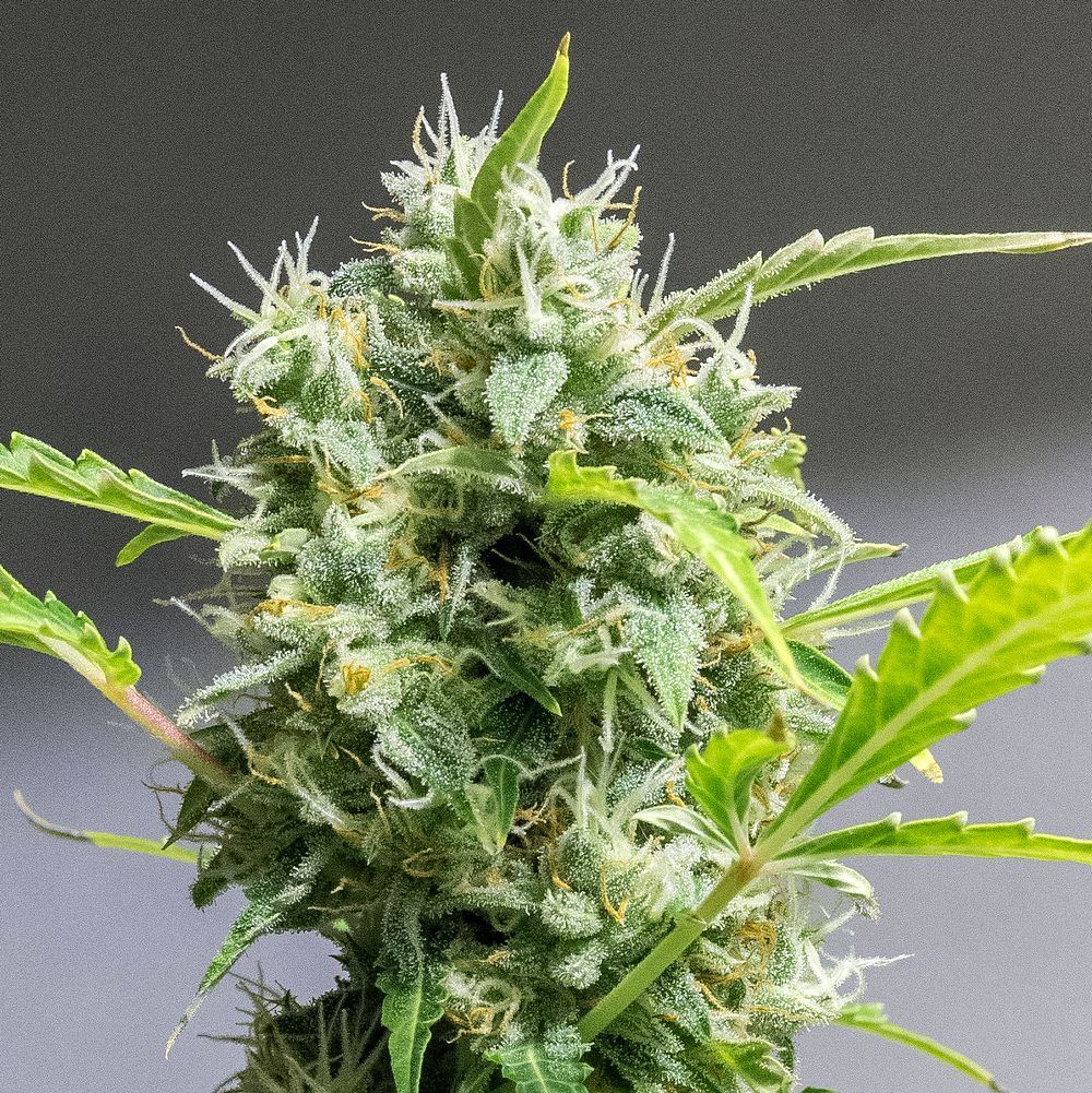 Day 82 CS bud two 11 Oct 2023