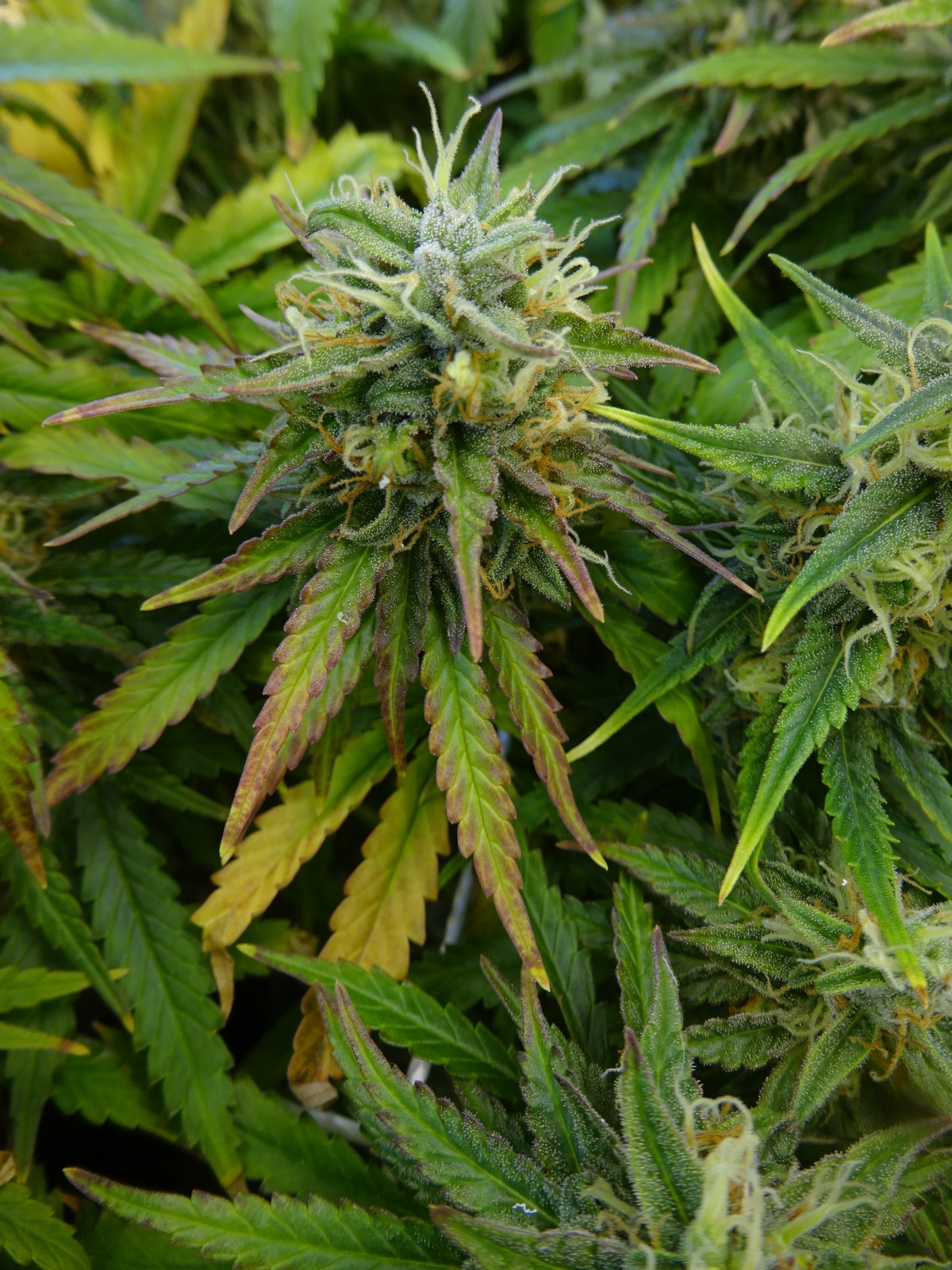 Day 85   bad bud