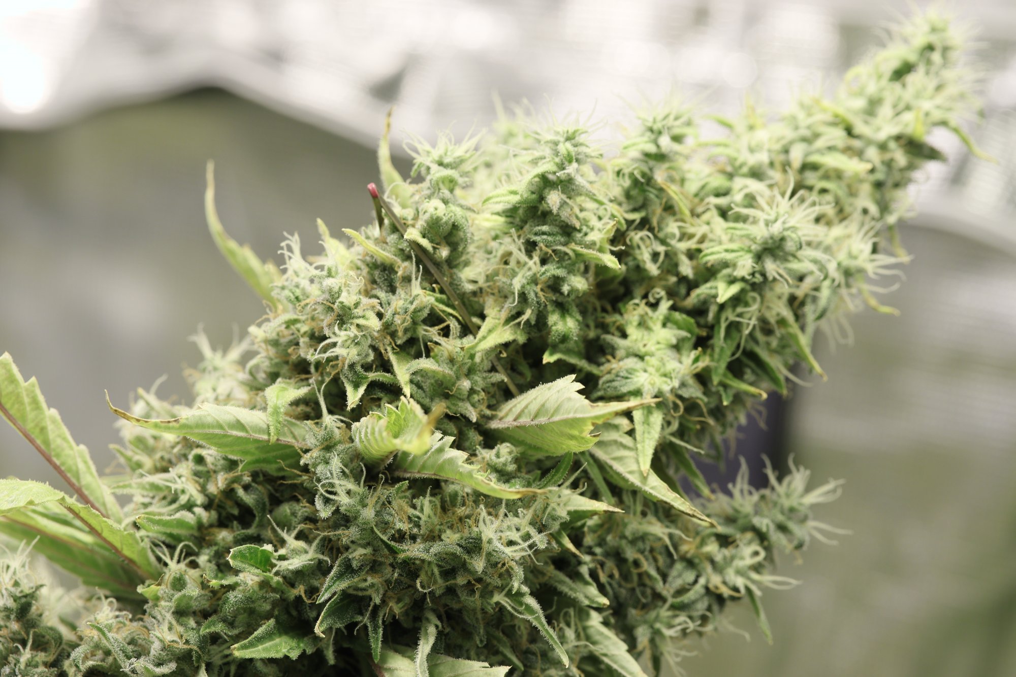 Day 9 Controol Bud