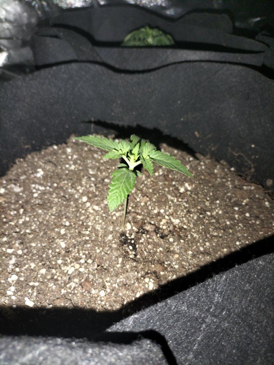 Day 9 First