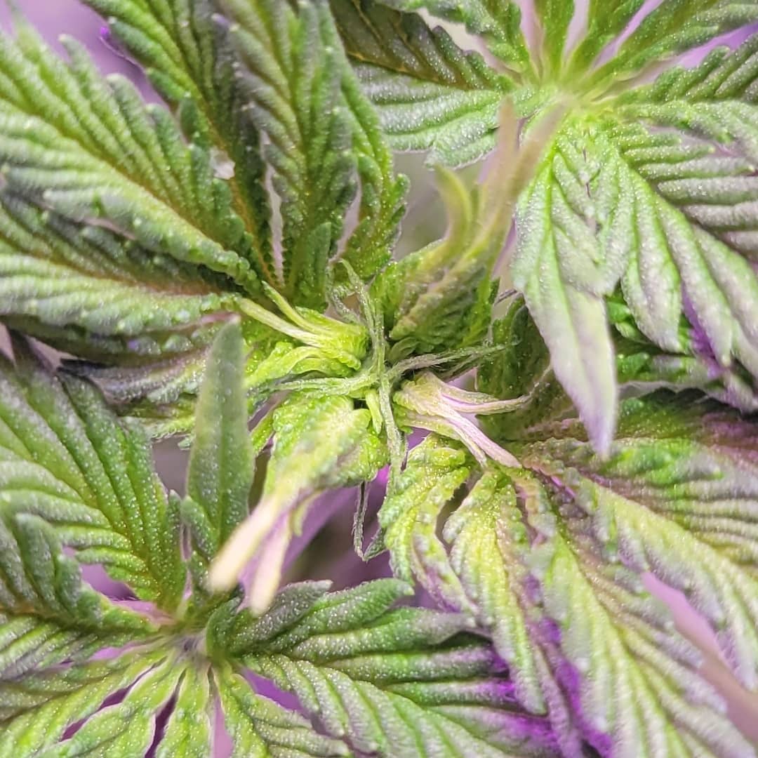 Day 9 flower vibrant colors frosting up already 10