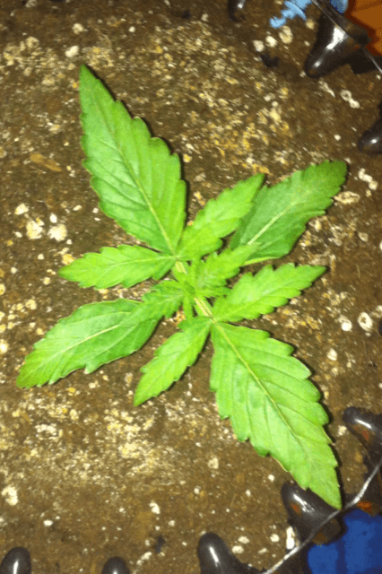 DAY 9