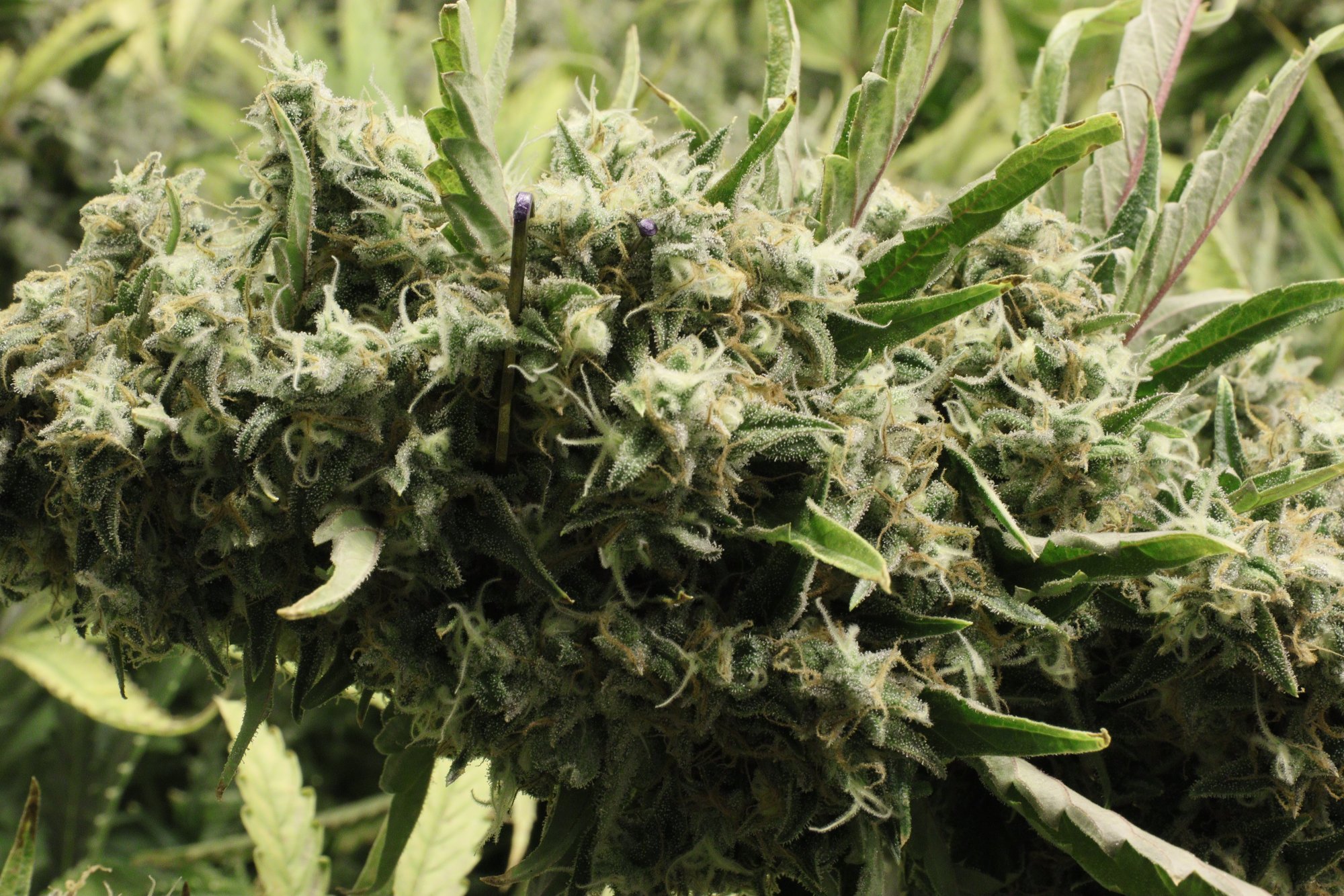 Day 9 UV Bud