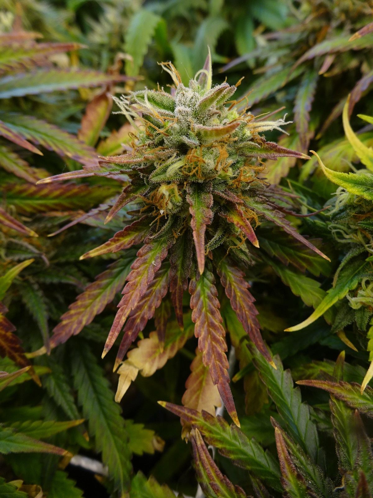 Day 93   bad bud