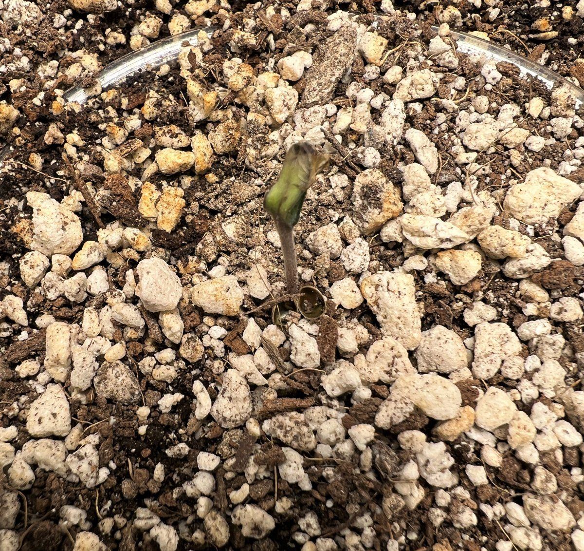 Day1