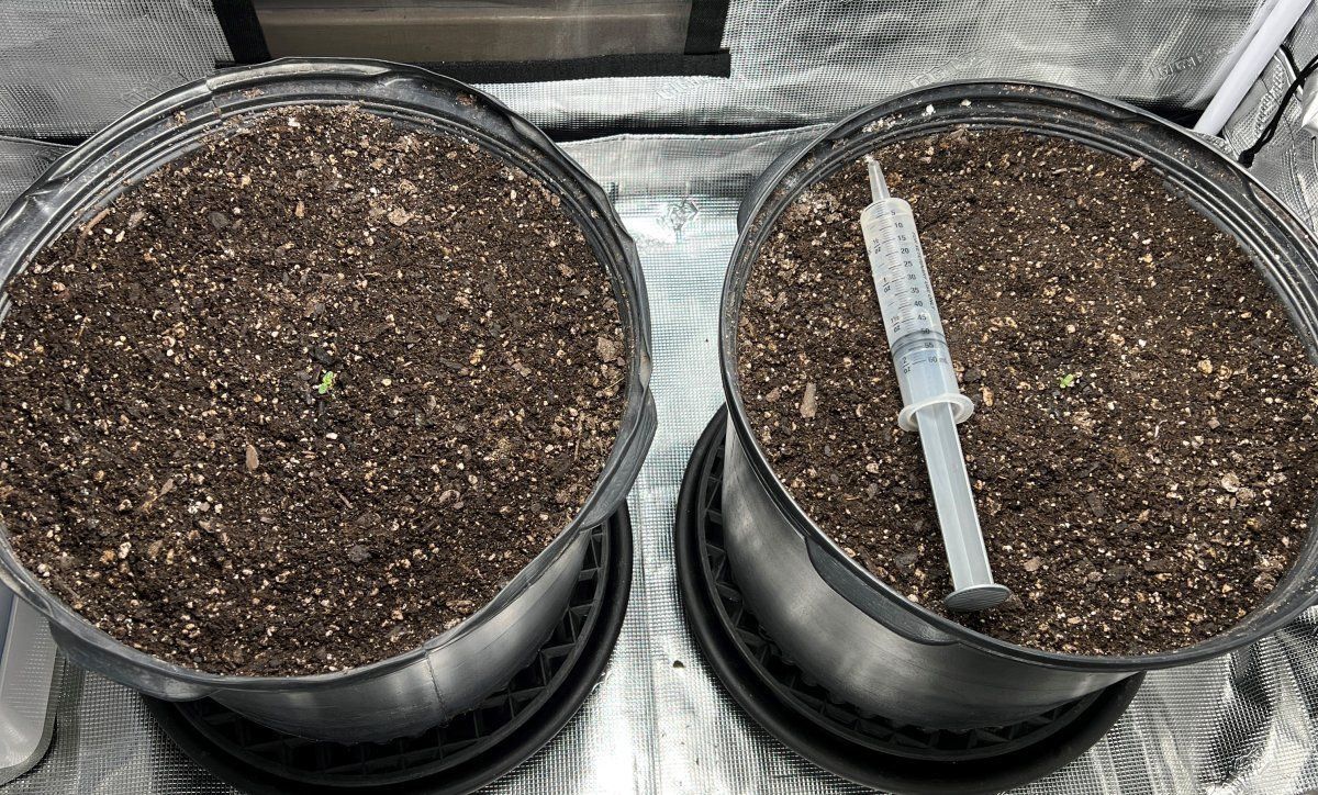 Day1 seedlings