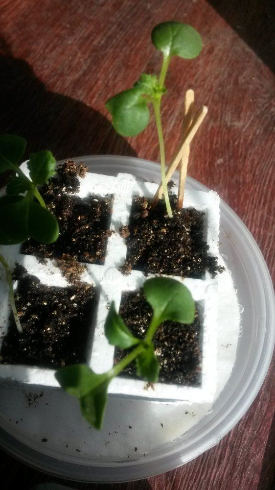 Day10b