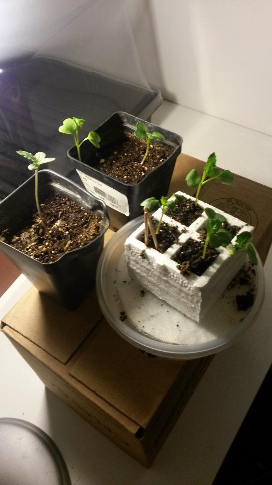Day11
