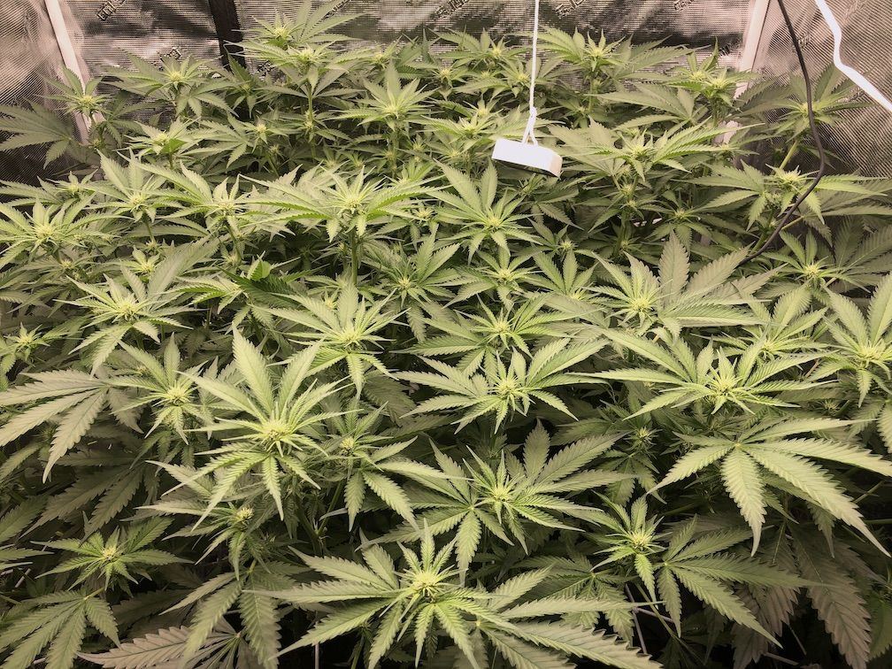 Day14