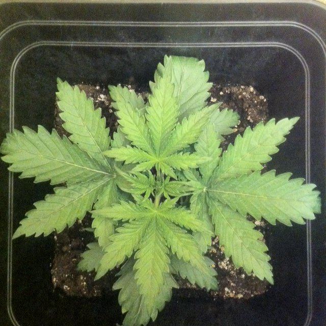 DAY15