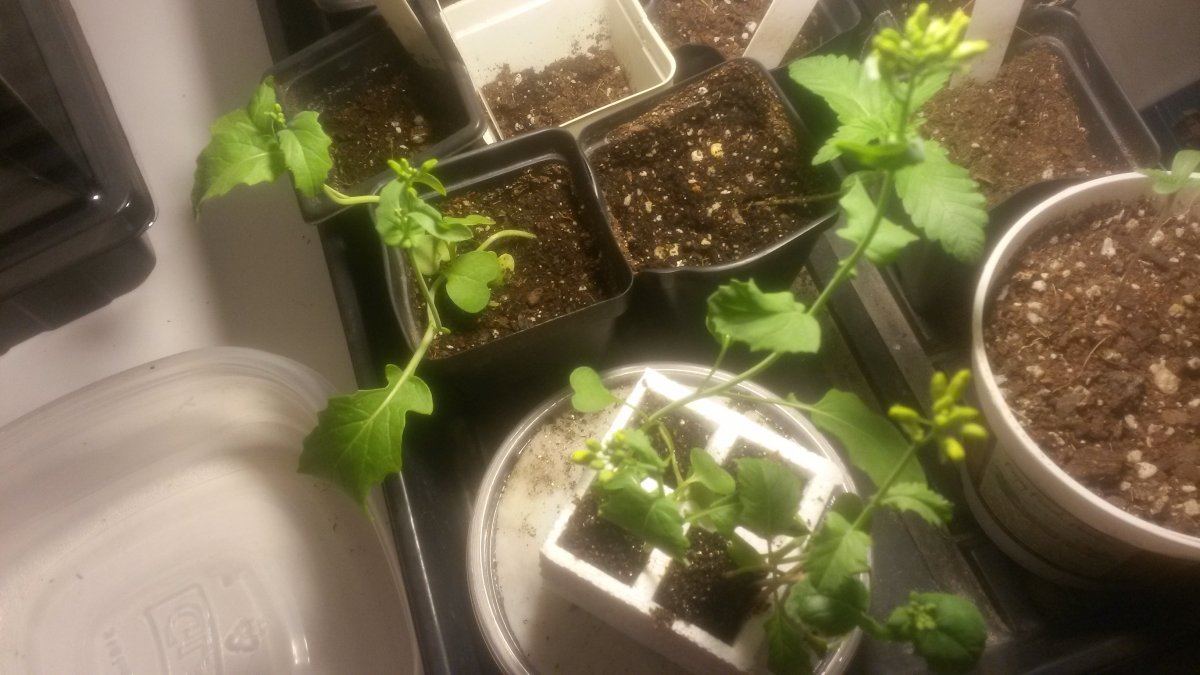 Day18