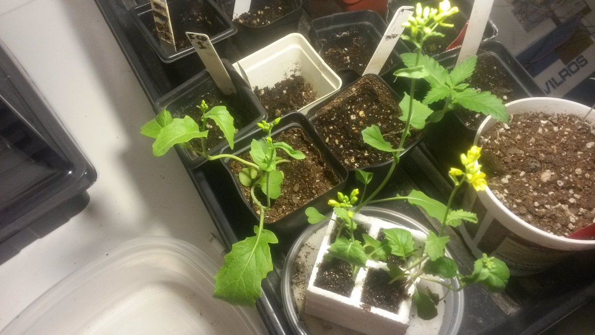 Day18b