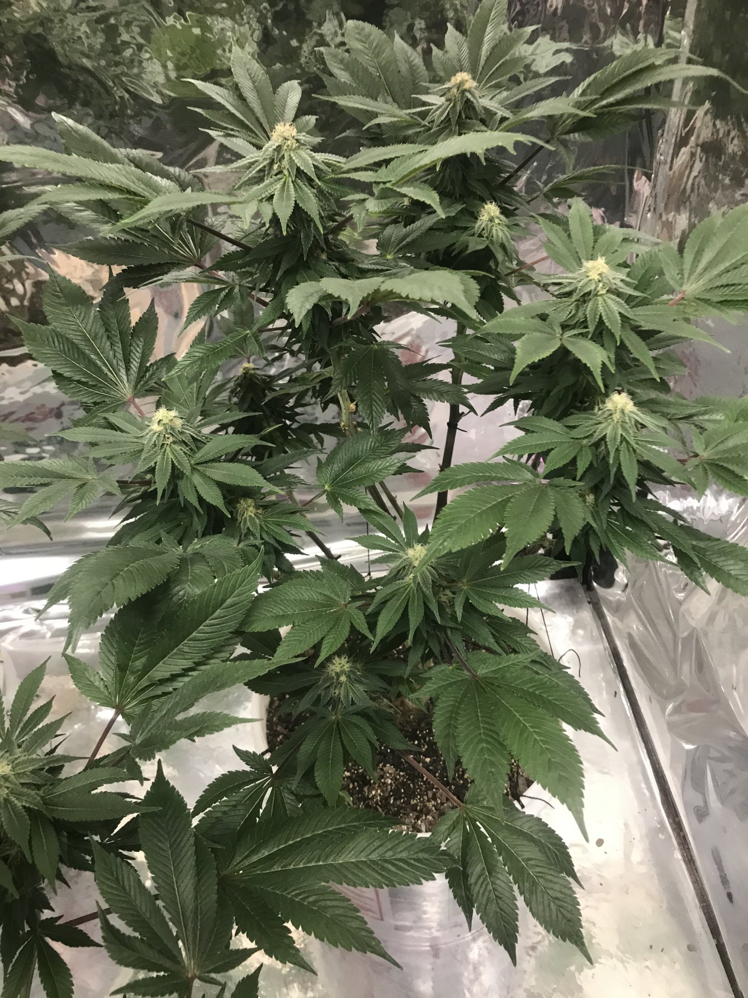 Day25 5