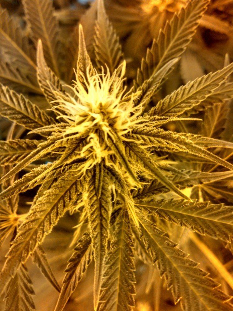 Day25budsilver