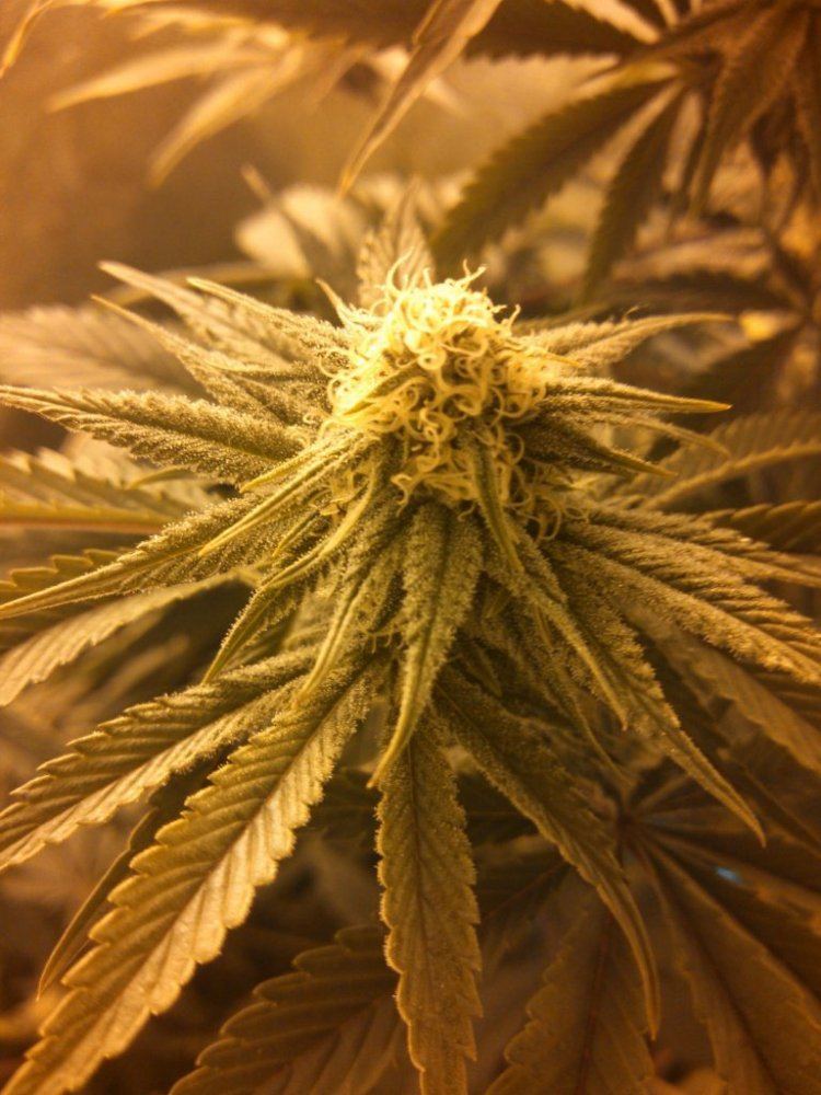 Day25BudSour