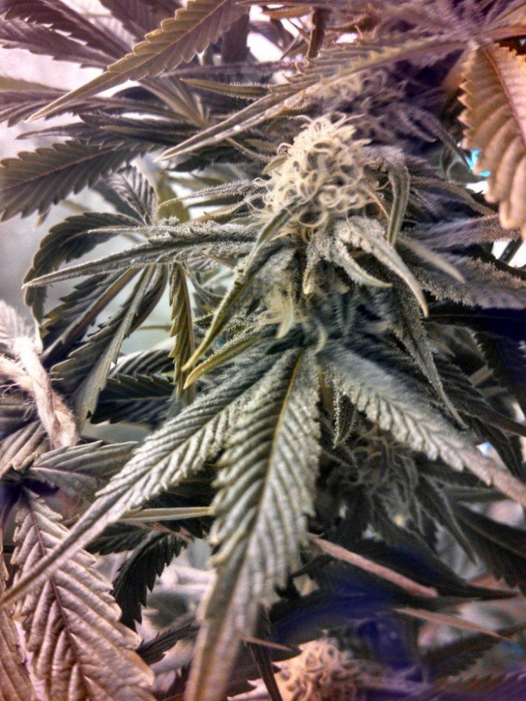 Day25LeafFocusSour