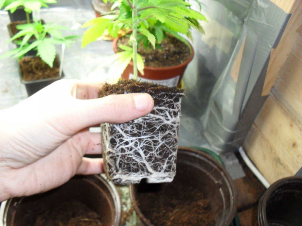 Day30pa