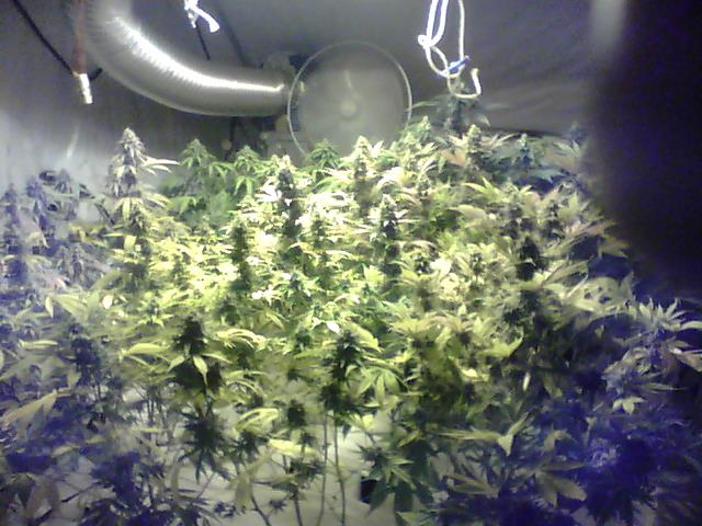 Day35wholetray