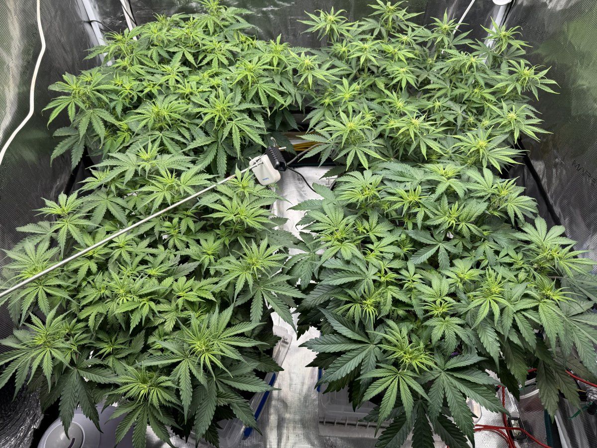 Day37