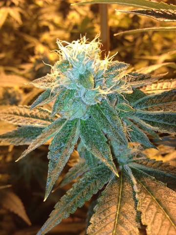 Day40tk